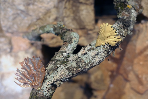 Incumbo, lean on soils and lichens