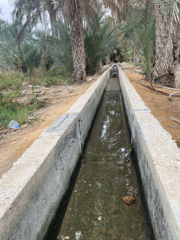 Do trees dream of CO2? Resarch residency / Tunisia