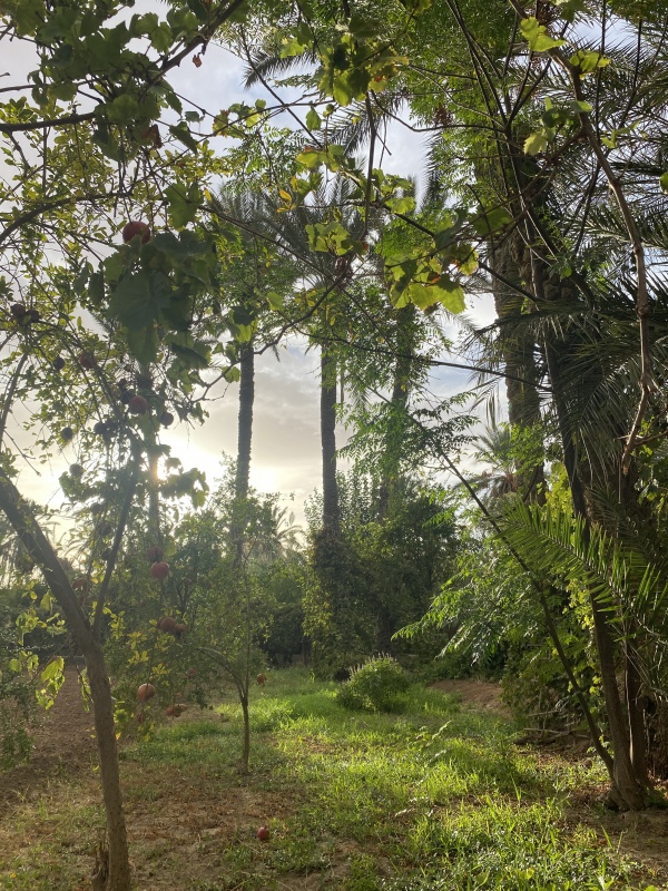 Do trees dream of CO2? Resarch residency / Tunisia