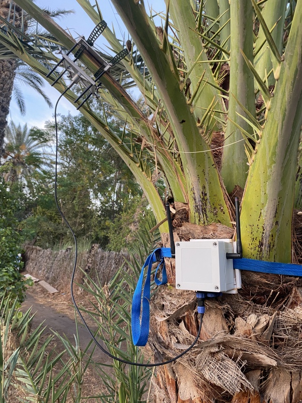 Do trees dream of CO2? Resarch residency / Tunisia